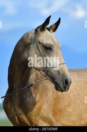 Palomino Akhal Teke Pferd steht im Show-Halter mit blauem Himmel auf dem Hintergrund. Tierporträt. Stockfoto