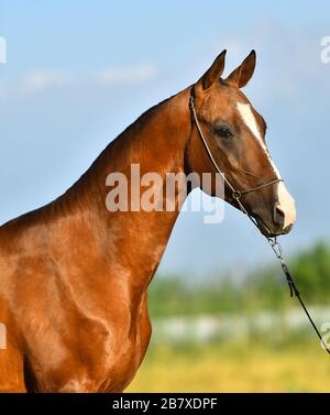 Kastanien-Akhal-Teke züchtet Pferd in einem Show-Halter, der sich außen, vertikal, Porträt, Seitenansicht stellt. Stockfoto