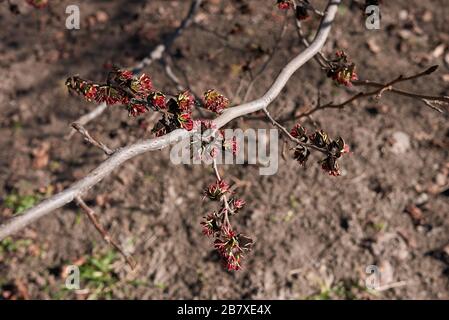 Parrotia persica-Infloreszenz Stockfoto