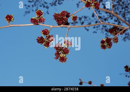 Parrotia persica-Infloreszenz Stockfoto