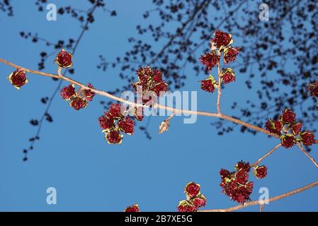 Parrotia persica-Infloreszenz Stockfoto