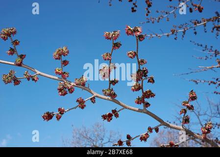 Parrotia persica-Infloreszenz Stockfoto