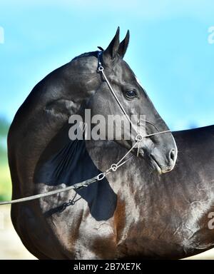 Schwarzer Akhal Teke-Hengst posiert in Show-Halter gegen blauen Himmel, Porträt, Schließen. Stockfoto