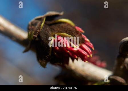 Parrotia persica-Infloreszenz Stockfoto