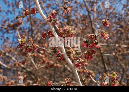 Parrotia persica-Infloreszenz Stockfoto