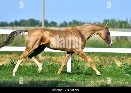 Palomino Akhal Teke-Hengst, der im Sommer entlang des Paddock Zauns läuft. Stockfoto