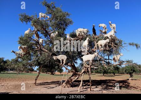 Marrakesch Marokko zieh einen Baum auf, der Nüsse isst Stockfoto