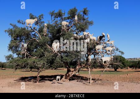 Marrakesch Marokko zieh einen Baum auf, der Nüsse isst Stockfoto