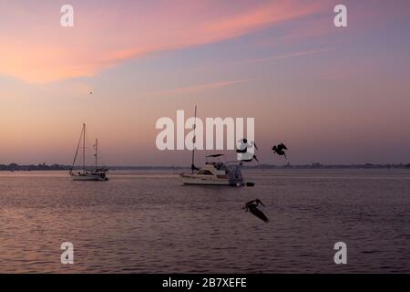 Braune Pelikane tauchen am frühen Morgen im Wasser vor Sarasota Florida, USA, nach Fischen. Stockfoto