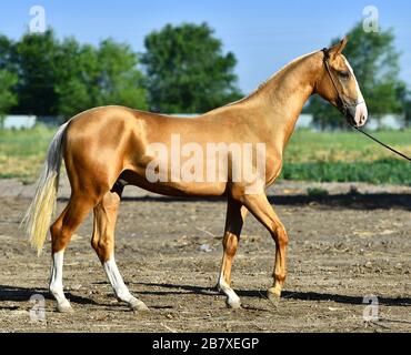 Goldenes palomino Akhal Teke Pferd steht im Sommer auf der Straße. Außenansicht. Stockfoto