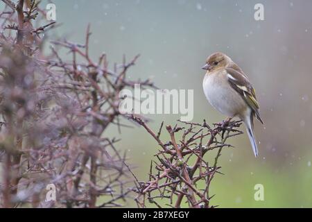 Larrabetzu, Bizkaia/Spanien; März 09, 2020. Rainny Day im Feld. Gewöhnliches Chaffinch (Fringilla-Koelebs) in einem Schwarzdornstrauch (Prunus spinosa) in Winte Stockfoto