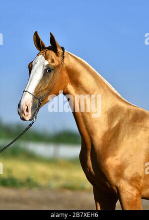 Heller Kastanien-Akhal-Teke-Hengst im Show-Halter bei Sommersonne. Tierporträt. Stockfoto