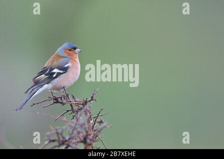 Larrabetzu, Bizkaia/Spanien; März 09, 2020. Rainny Day im Feld. Gewöhnliches Chaffinch (Fringilla-Koelebs) in einem Schwarzdornstrauch (Prunus spinosa) in Winte Stockfoto