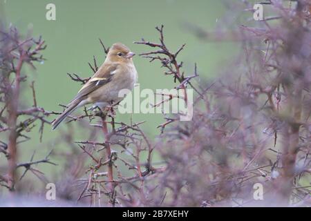 Larrabetzu, Bizkaia/Spanien; März 09, 2020. Rainny Day im Feld. Gewöhnliches Chaffinch (Fringilla-Koelebs) in einem Schwarzdornstrauch (Prunus spinosa) in Winte Stockfoto