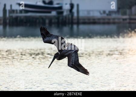 Braune Pelikane tauchen am frühen Morgen im Wasser vor Sarasota Florida, USA, nach Fischen. Stockfoto