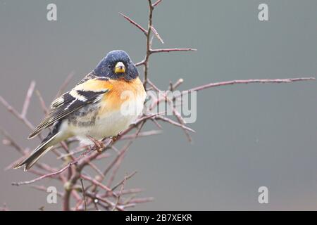 Larrabetzu, Bizkaia/Spanien; März 09, 2020. Rainny Day im Feld. Ein Brambling (Fringilla montifringilla) in einem Schwarzdorn (Prunus spinosa) gewinnt Stockfoto