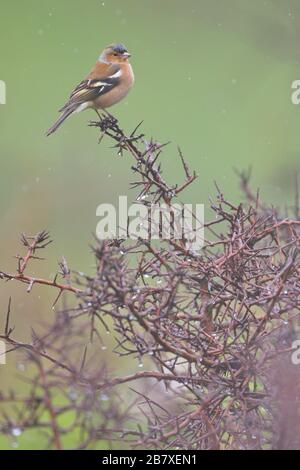 Larrabetzu, Bizkaia/Spanien; März 09, 2020. Rainny Day im Feld. Gewöhnliches Chaffinch (Fringilla-Koelebs) in einem Schwarzdornstrauch (Prunus spinosa) in Winte Stockfoto