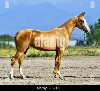 Junges goldenes palomino Akhal Teke Pferd steht im Sommer draußen in einer Sonne. Seitenansicht. Stockfoto