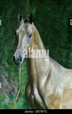 In einem Wald stehender Buckskin Akhal Teke-Hengst. Tierpotrait, vorne. Stockfoto