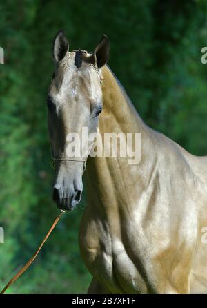 In einem Wald stehender Buckskin Akhal Teke-Hengst. Tierpotrait, vorne. Stockfoto