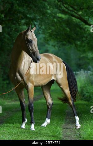 In einem Wald stehender Buckskin Akhal Teke-Hengst. Stockfoto