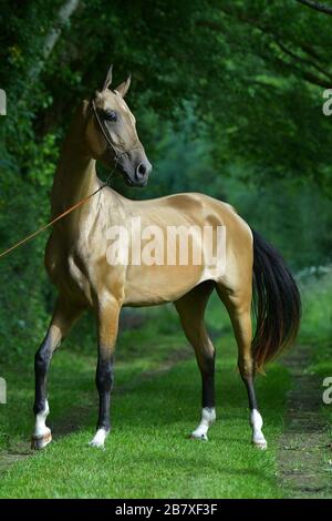 In einem Wald stehender Buckskin Akhal Teke-Hengst. Stockfoto