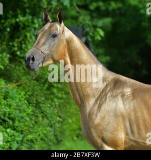 In einem Wald stehender Buckskin Akhal Teke-Hengst. Tierpotrait, Seite. Stockfoto