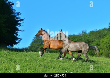 Zwei akhal Teke-Pferde, die auf der Weide laufen. Glückliche Herdentiere. Stockfoto
