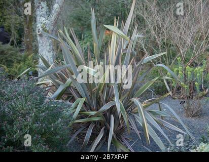 Winterlaub einer neuseeländischen Flachslilie (Phormium 'Sundowner'), die in einem Country Cottage Garden im ländlichen Devon, England, wächst