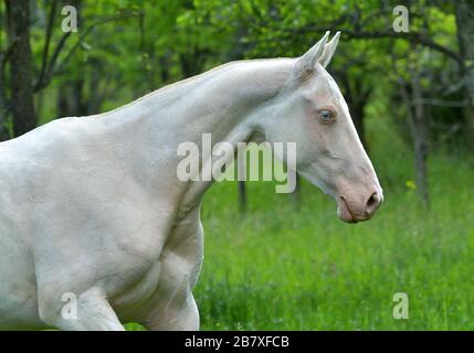 Portrait des kremello Akhal Teke-Pferdes, das ein Feld führt. In Bewegung. Stockfoto