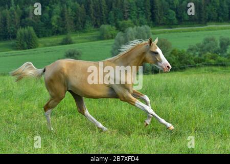 Palomino Akhal Teke züchtet im Sommer Pferd mit großen weißen Markierungen auf Kopf und Beinen, die im Galopp auf dem grünen Feld laufen. Stockfoto