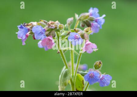 Nahaufnahme der gewöhnlichen Lungwort-Wildblume (Pulmonaria officinalis), Großbritannien Stockfoto