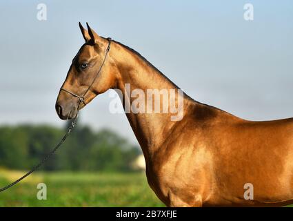 Goldener Akhal Teke-Hengst mit blauen Augen in einem Show-Halter. Hochformat. Stockfoto
