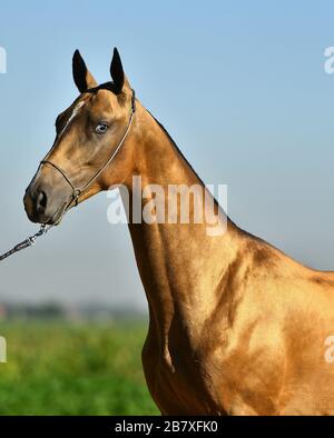 Goldener Akhal Teke-Hengst mit blauen Augen in einem Show-Halter. Hochformat. Stockfoto