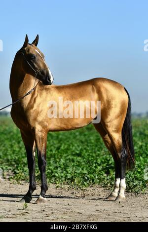 Goldener Akhal Teke-Hengst mit blauen Augen, die auf der Straße stehen. Stockfoto