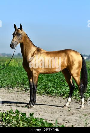 Goldener Akhal Teke-Hengst mit blauen Augen, die auf der Straße stehen. Stockfoto