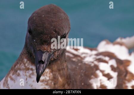 Porträt von Cape-Sturmvogel, Meeresvogel von Neuseeland Stockfoto