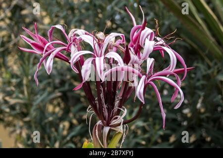 Magentafarbene Crinum-Lilie auf Tenera Stockfoto