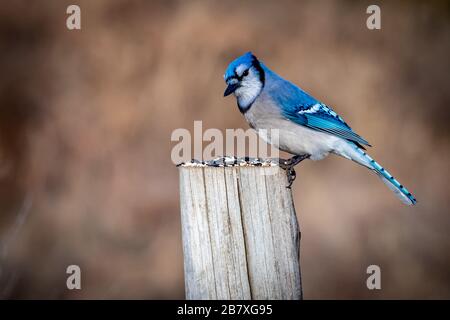 Blauer Jay (Cyanocitta cristata) auf einem Pfosten sitzend Stockfoto