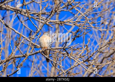 Der Amerikaner Kestrel (Falco sparverius) thront in einem Baum Stockfoto