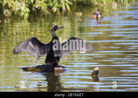 Kleine pied Shag trocknende Flügel, Neuseeland Stockfoto