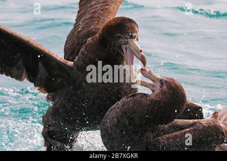 Nördliche Riesensturmvögel kämpfen, Neuseeland Stockfoto