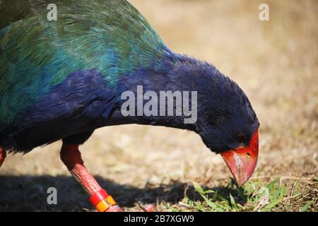 Profil von South Island takahe, endemischer Neuseeland-Vogel Stockfoto