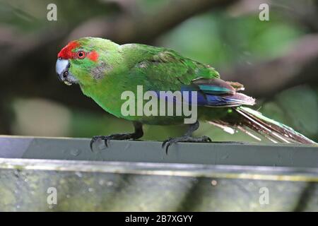 Rotstirner-Sittich, Neuseeland-Vogel Stockfoto