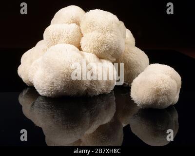 Frische Hericium Pilz auf schwarzem Hintergrund Stockfoto