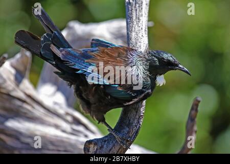 TUI, endemischer Vogel von Neuseeland Stockfoto