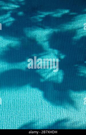 Palmenbaum hinterlässt Reflexion im blau gekippten Schwimmbad. Stockfoto