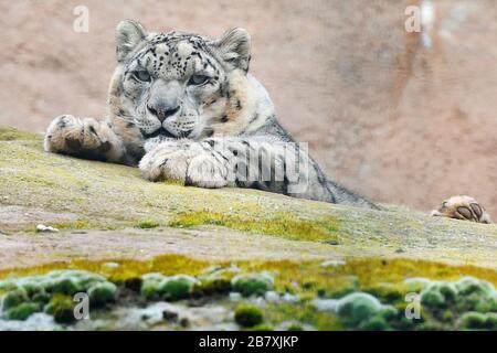 Pilsen, Tschechien. März 2020. Snow Leopard (Panthera uncia) genießen Sie am Mittwoch, 18. März 2020, ungewöhnliche Ruhe im Zoo von Plzen, Tschechien. Der Zoo ist wegen eines Coronavirus-Ausbruchs für die Öffentlichkeit gesperrt. Kredit: Miroslav Chaloupka/CTK Foto/Alamy Live News Stockfoto