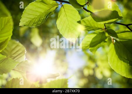 Grüne Blätter schließen sich an, umrahmen den unfokussieren Waldhintergrund mit Bokeh-Höhepunkten und der hellen Sonne, die ihre Strahlen durch das Laub wirft Stockfoto