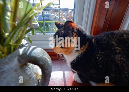 Profil einer Schildkrötenschalenkatze, die in einer Fensterbank schläft Stockfoto